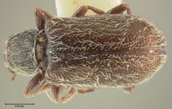 Media type: image;   Entomology 259 Aspect: habitus dorsal view